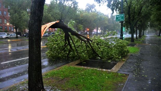 Crown Heights after a storm. On Sunday morning in Crown Heights, trees up and down Eastern Parkway had fallen due to Irene's winds.
