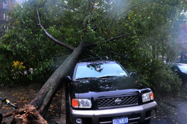 Another tree down on Eastern Parkway in Crown Heights. Another tree down on Eastern Parkway in Crown Heights.
