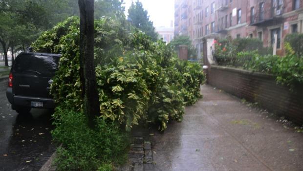 Cars were the casualities of several trees that went down on Eastern Parkway in Crown Heights. Cars were the casualities of several trees that went down on Eastern Parkway in Crown Heights.