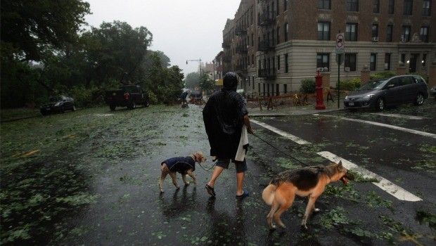 A person walks her dogs down a street in Brooklyn during heavy rain and winds from Hurricane Irene on August 28, 2011 in New York City.