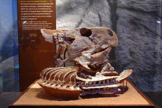 Protoceratops: Millions of years before humans arrived in the Gobi, some parts of the desert were home to strange animals that seemed to combine body parts of eagles and lions.