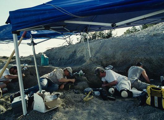Grad student Sterling Nesbitt (center left) excavates new finds at Ghost Ranch with Dr. Kevin Padian, U.C. Berkeley (center right w/knee pads) who is this dig's project director.