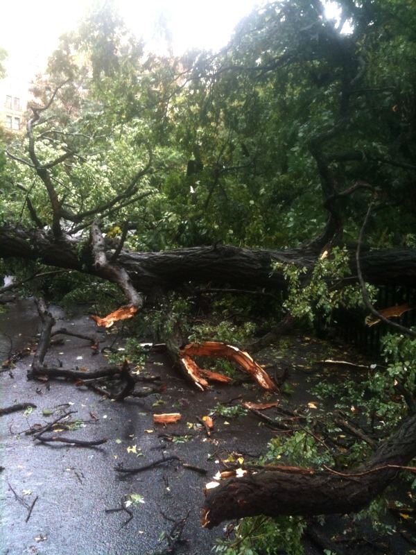 A downed tree in Riverside Park in Manhattan. A downed tree in Riverside Park in Manhattan.