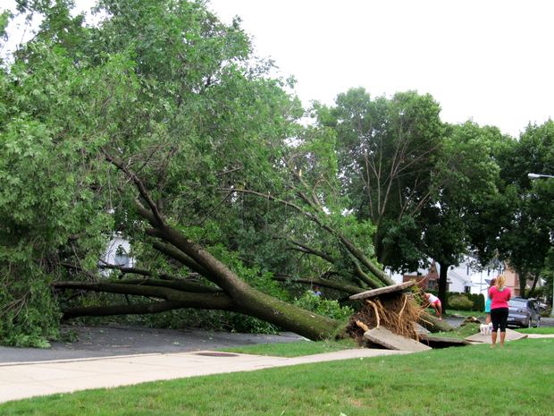 Two trees uprooted by Hurricane Irene fell side-by-side in Bayside, Queens. Two trees uprooted by Hurricane Irene fell side-by-side in Bayside, Queens.