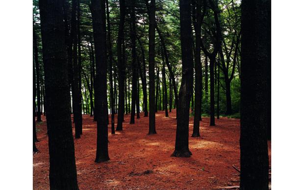 Pine woods off Forrest Park Drive Pine woods off Forrest Park Drive