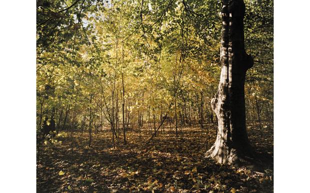 Woods in the Ravine Woods in the Ravine