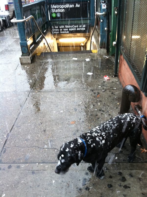 Dog covered in snow flakes, Williamsburg, Brooklyn. Dog covered in snow flakes, Williamsburg, Brooklyn.