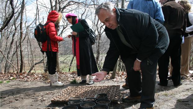 Dale Travis of the American Chestnut Foundation shows off a possibly blight-resistant hybrid chestnut seedling in Prospect Park on Thursday.