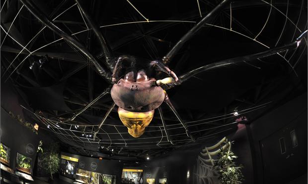 A 40-foot-long model of the golden orb-web spider (Nephila pilipes)—a striking spider found in Asia and Australia—hangs above the Spiders Alive! exhibition.
