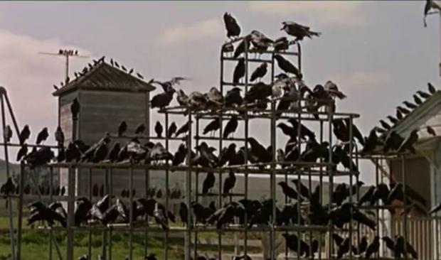A scene from the 1963 Alfred Hitchcock film 'The Birds.'