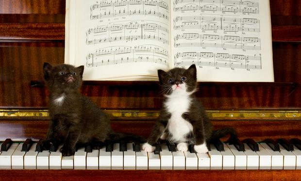 Cats on a keyboard