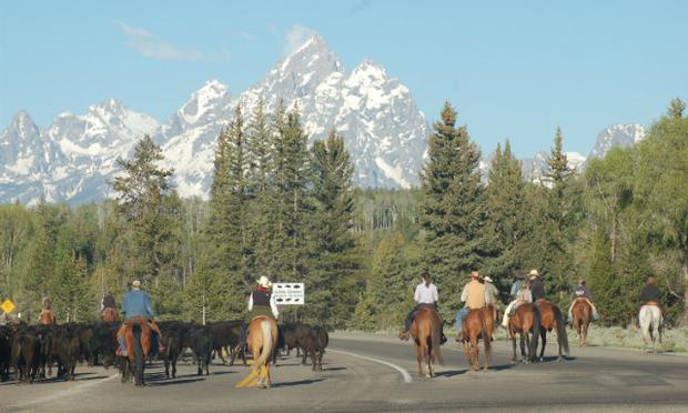 The 2013 cattle drive in Grand Teton National Park
