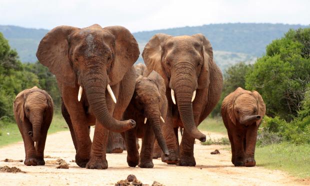 New regulations aimed at protecting Africa's endangered elephants are impacting violinists. New regulations aimed at protecting Africa's endangered elephants are sending shock waves through parts of the music world.