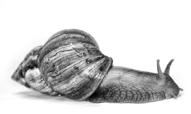 This African Giant Snail was found in Miami, FL, and measures 7 inches long. The Florida Everglades has an especially bad problem with invasive species. invasive species African giant snail
