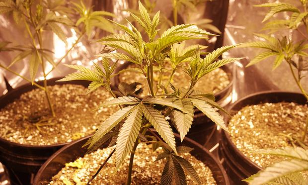 New Jersey parents of chronically ill children may be able to treat their children with medical marijuana following Governor Chris Christie's approval of a bill.