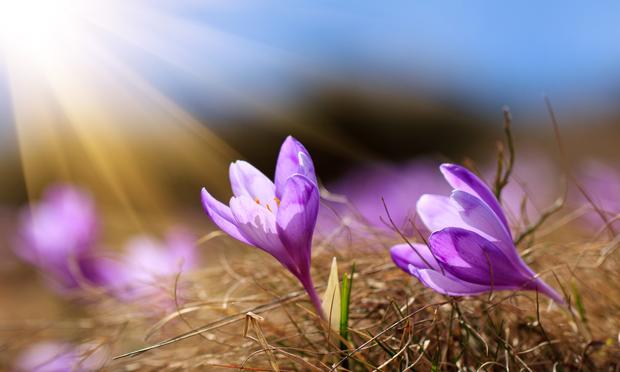 These crocuses bathing in rays of sun make us yearn for Spring.