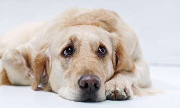 Dogs can suffer from depression, anxiety and other mental health disorders. Dogs can suffer from depression, anxiety and other mental health disorders. Sad dog