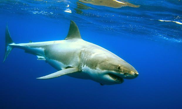 The great white shark population is growing in the waters off the NY and NJ coasts. great white shark