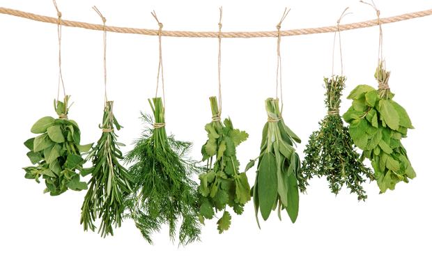 Herbs can be used in cooking, medicine, and more. Herbs can be used in cooking, medicine, and more.