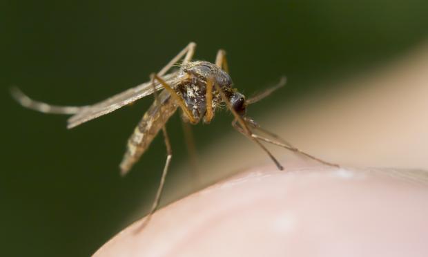 Mosquito Mosquito