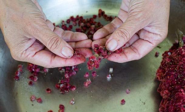 Tama Matsuoka Wong preparing sumac, which she foraged from the wild. Tama Matsuoka Wong preparing sumac, which she foraged from the wild.