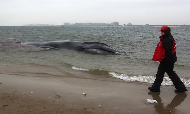 A responder walks past a beached whale, still alive, in the Breezy Point neighborhood on December 26, 2012. A responder walks past a beached whale, still alive, in the Breezy Point neighborhood on December 26, 2012.