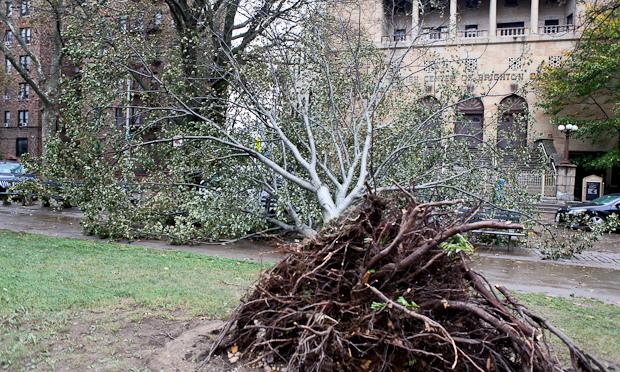Uprooted trees in Brighton Beach after Hurricane Sandy. Uprooted trees in Brighton Beach after Hurricane Sandy.