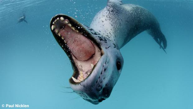 Leopard Seal. From Polar Obsession, by Paul Nicklen