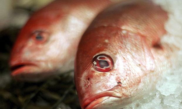 They may look like Red Snapper, but a new report from Oceana says they often aren't.