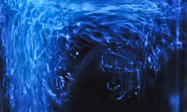 Live dinoflagellates (Pyrocystis fusiformis)