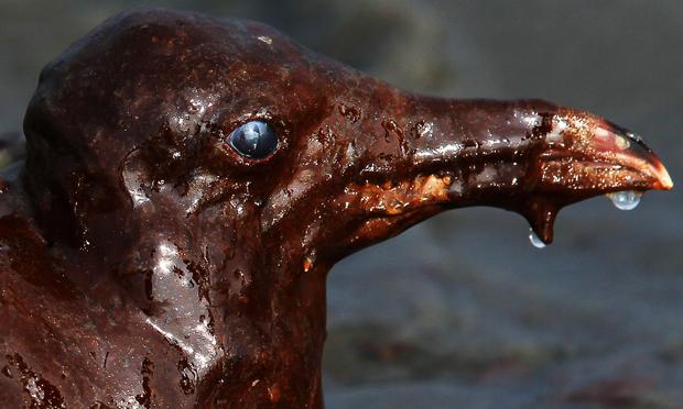 A laughing gull coated in heavy oil wallows in the surf June 4, 2010 A laughing gull coated in heavy oil wallows in the surf June 4, 2010