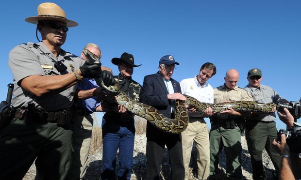 A giant Burmese python being held by Dan Ashe (USFWS Director), Ken Salazar (Secretary of the Department of the Interior), Senator Bill Nelson, and others, in Florida, January 2012.
