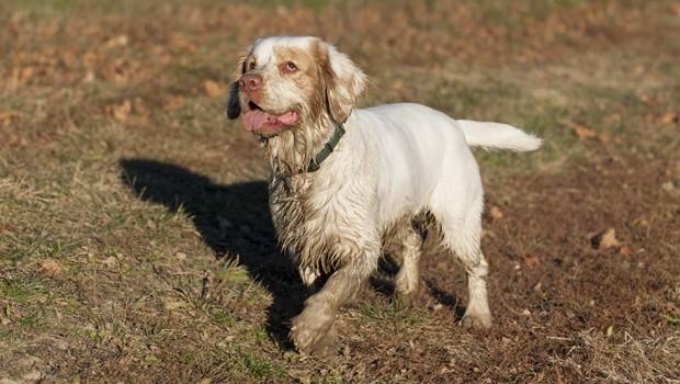 Merlin, a Clumber Spaniel Merlin, a Clumber Spaniel