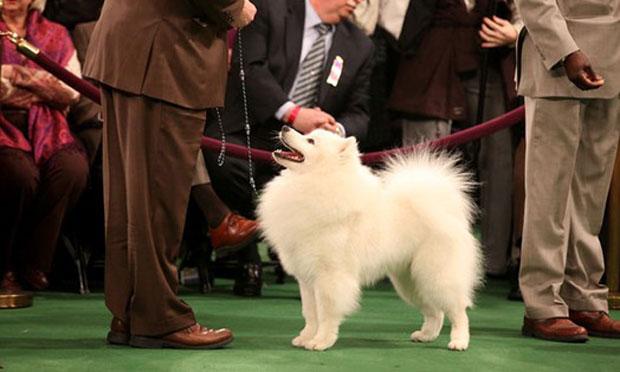 Behind the Scenes at the Westminster dog Show