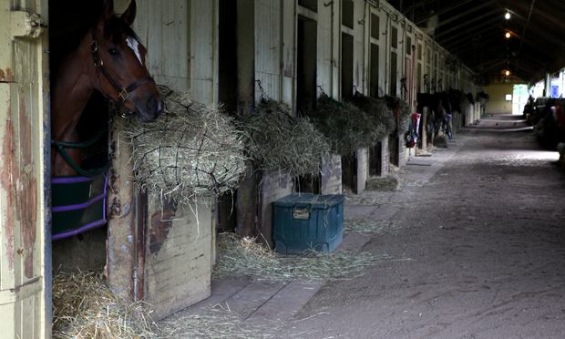 Horses in stables at Belmont Race Track on Wednesday, June 5, 2012.