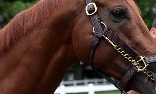 The thoroughbred race horse I'll Have Another. He won the Kentucky Derby and Preakness stakes in 2012. The Triple Crown hopeful, I'll Have Another at Belmont Race Track