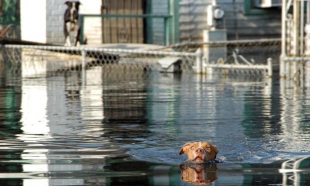 An iconic moment from Katrina: this image of a pit bull swimming for his life towards Best Friends’ emergency response boat was widely used by the media. An iconic moment from Katrina: this image of a pit bull swimming for his life towards Best Friends’ emergency response boat was widely used by the media.