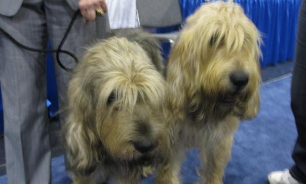 Two Otterhounds meeting and greeting at 'Meet the Breeds.'