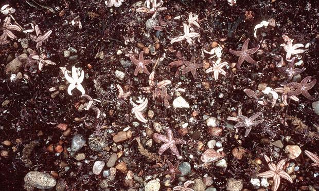 Dead Starfish wash up on Block Island after the 1996 North Cape oil spill off the coast of Providence, RI.