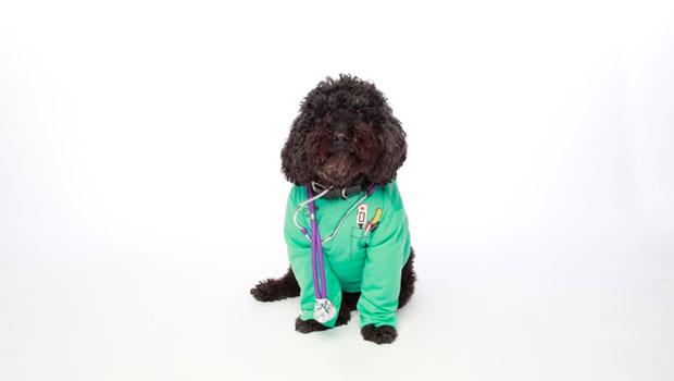 Baldwin the pulik dressed for work. Baldwin the pulik dressed for work.Baldwin the Puli dressed for work.