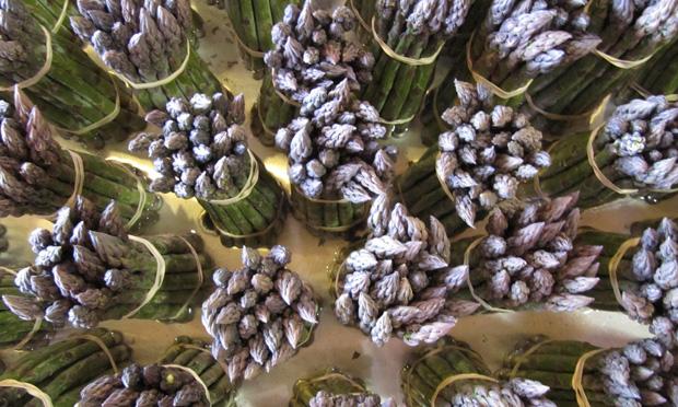 Asparagus at Donaldson Farms