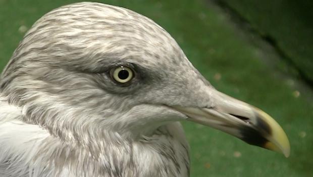 The Wild Bird Fund patients are starting to crowd out Animal General The Wild Bird Fund patients are starting to crowd out Animal General