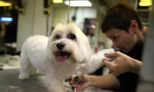 A dog getting groomed at Canine Styles.