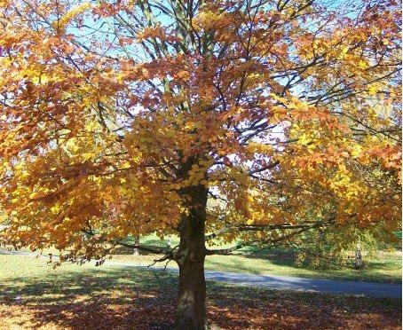 Yellow and orange leaves fall from a tree in autumn.