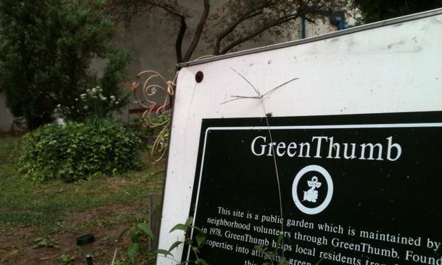 The William B. Washington Community Garden in Harlem is licensed by the city's Green Thumb program.