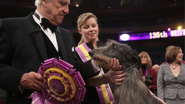 The Scottish Deerhound Foxcliffe Hickory Wind poses with her handler Angela Lloyd and show judge Paolo Dondina after winning Best in Show on Feb. 15, 2011. The Scottish Deerhound Foxcliffe Hickory Wind poses with her handler Angela Lloyd and show judge Paolo Dondina after winning Best in Show on Feb. 15, 2011.