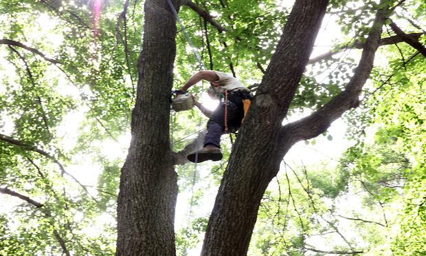Chris Roddick cutting down a dead branch from a linden tree in the Brooklyn Botanic Garden.