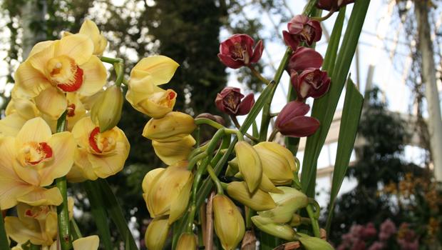 Cymbidium orchidaceae Lovely Moon 'Crescent' is part of the NYBG's latest orchid exhibit. Cymbidium orchidaceae Lovely Moon 'Crescent' is part of the NYBG's latest orchid exhibit.