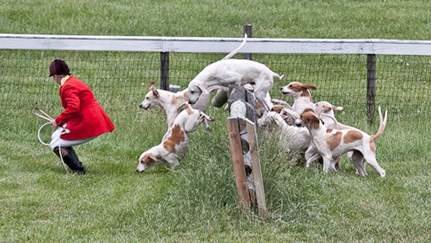 Winner, 5-couple of cross-bred foxhounds. Old Chatham Hunt huntsman Patricia S Hopkins vaulting fence with her hounds.