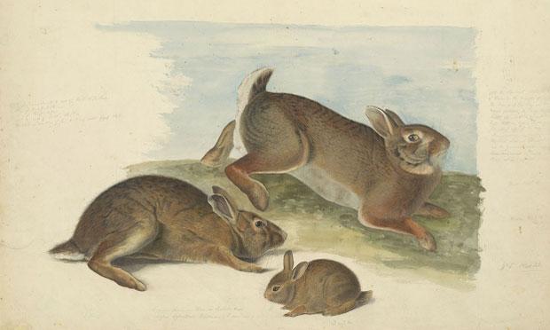 The Morgan Library is going for serious awwww factor in its new exhibit 'In the company of Animals.' Seen here: an 1841 drawing of gray rabbits by John James Audubon. The Morgan Library is going for serious awwww factor in its new exhibit 'In the company of Animals.' Seen here: an 1841 drawing of gray rabbits by John James Audubon.